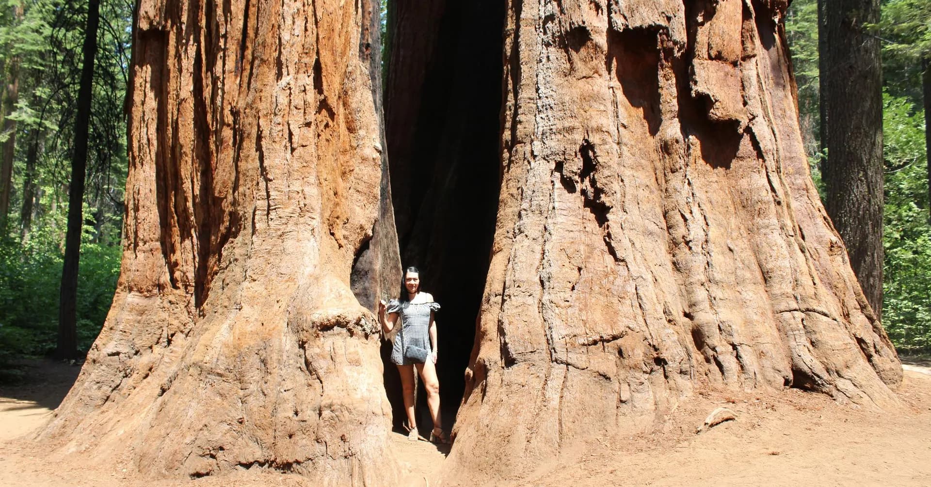 Giant sequoia trees at Calaveras Big Trees State Park near our Arnold cabin rental